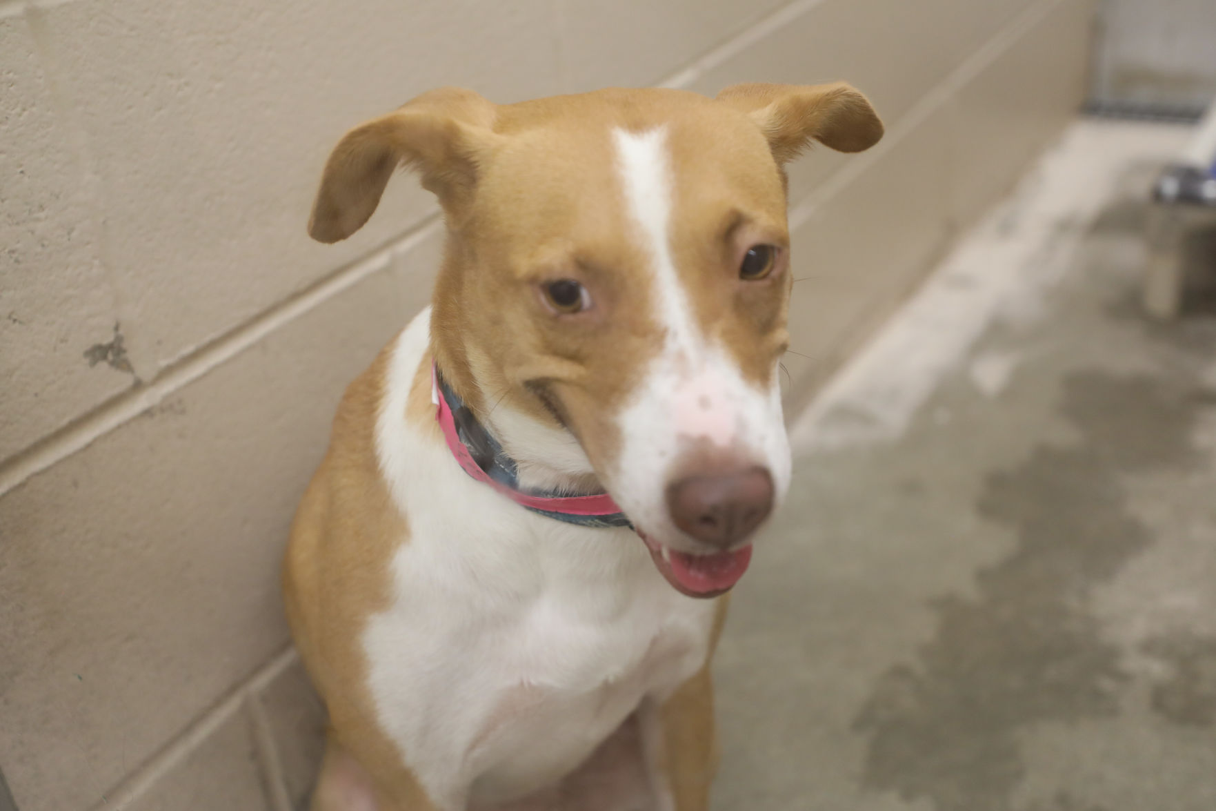 Lee County Humane Society pets for adoption